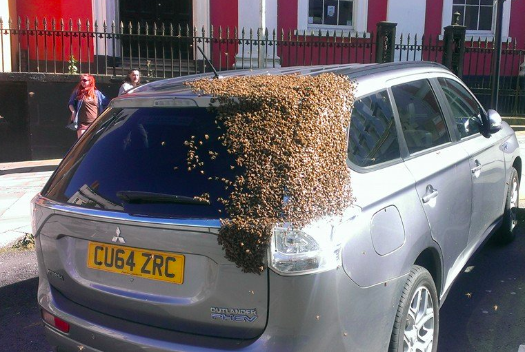 W Walii rój pszczół śledził przez dwa dni samochód, w